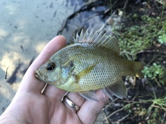 Lepomis punctatus