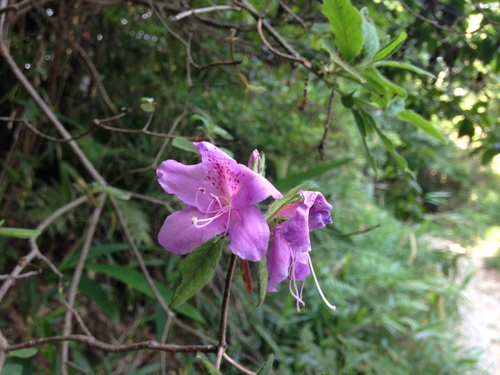 Image of Rhododendron macrosepalum by no rights reserved