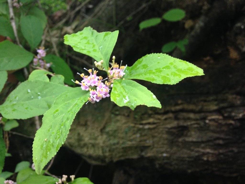 Tử châu Nhật – Callicarpa japonica