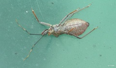 Isyndus obscurus