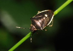 Mormidea polita