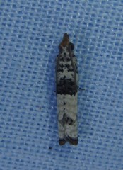 Spilonota constrictana