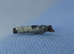 Spilonota constrictana