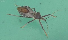 Isyndus obscurus
