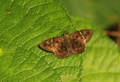 Celaenorrhinus stallingsi