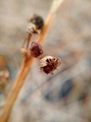 Decodon verticillatus