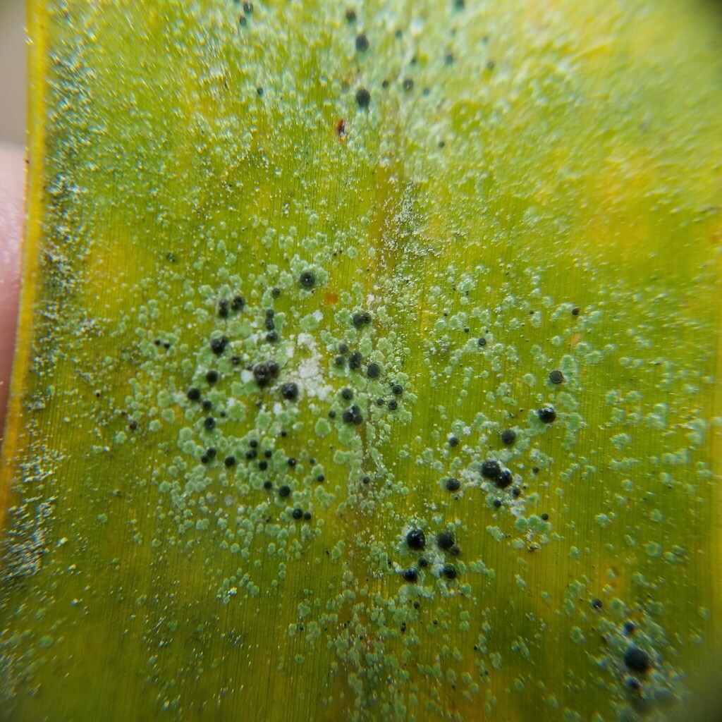 Calopadia puiggarii