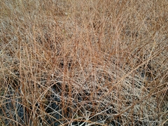 Decodon verticillatus