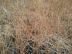 Decodon verticillatus