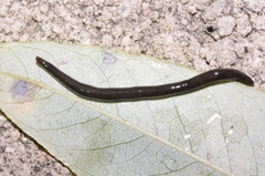 Kontikia ventrolineata