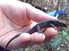 Eutropis rudis