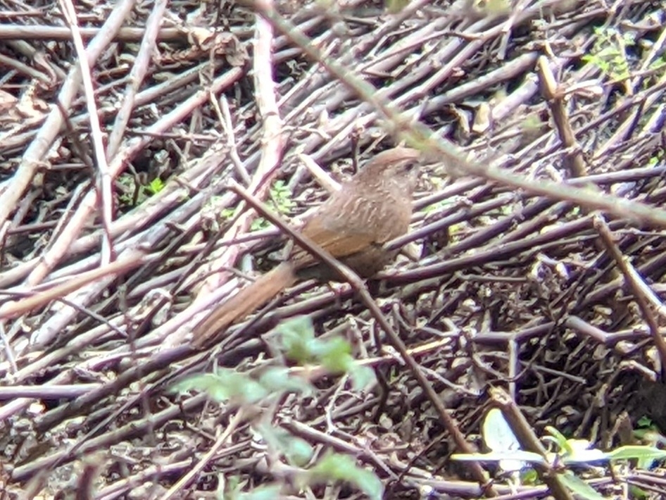 Bhutan Laughingthrush