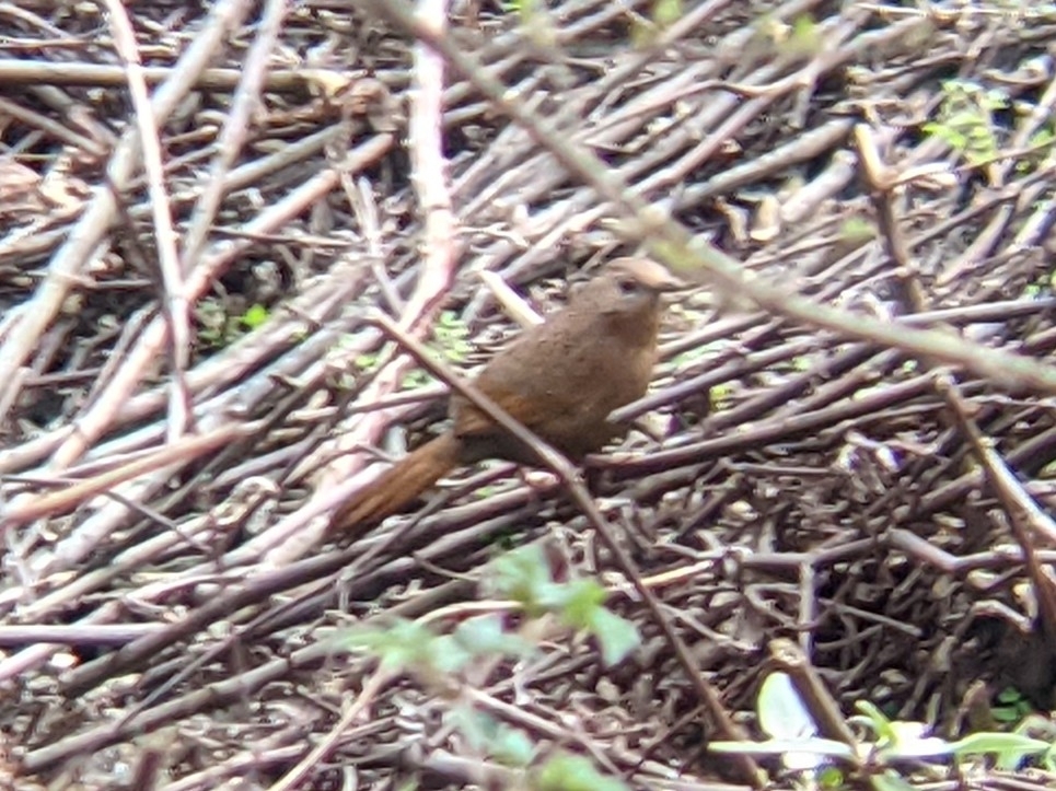 Bhutan Laughingthrush