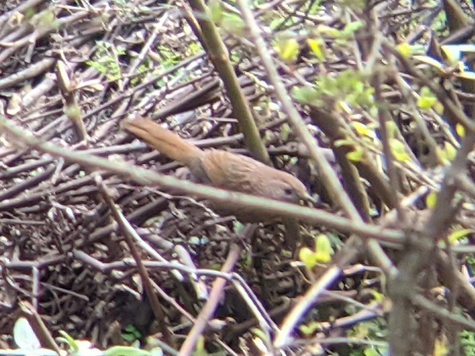 Bhutan Laughingthrush