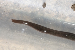 Kontikia ventrolineata