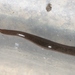 Parakontikia ventrolineata - Photo (c) James Bailey, μερικά δικαιώματα διατηρούνται (CC BY-NC), uploaded by James Bailey