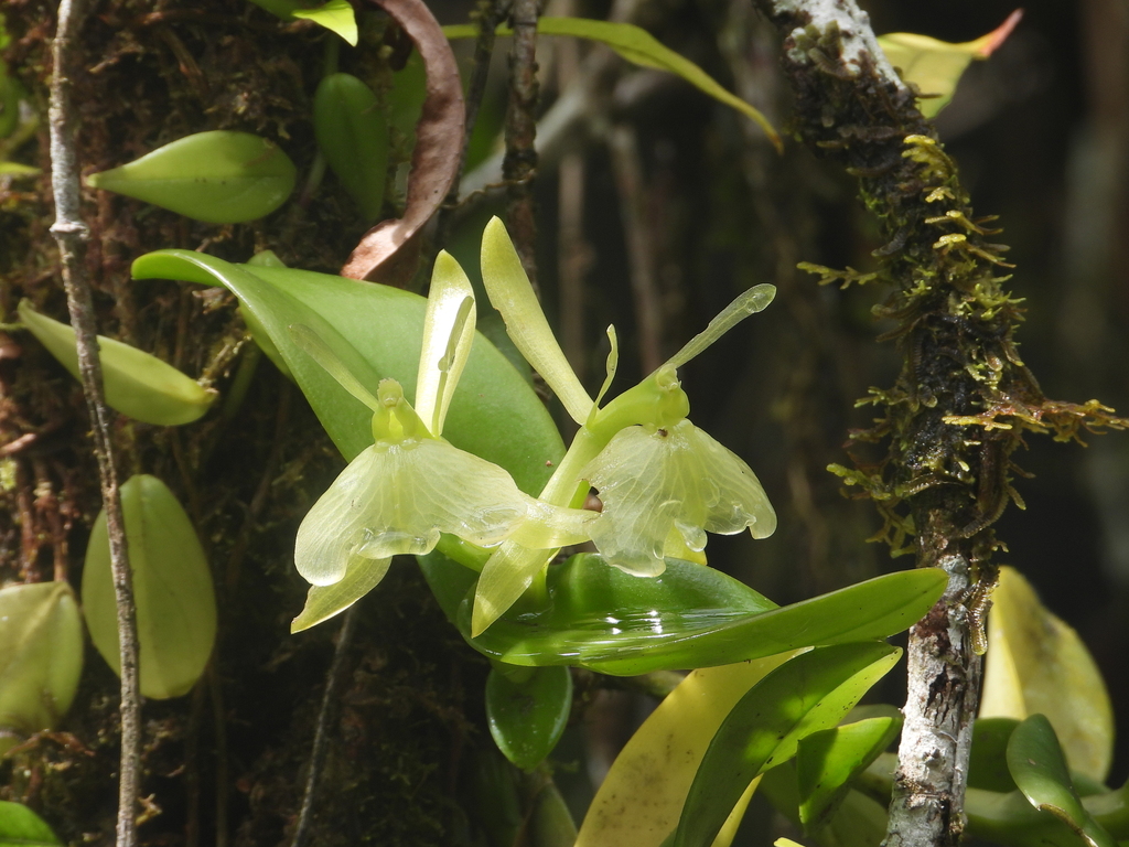 Epidendrum amapense Hágsater & L.Sánchez