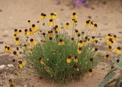 Helenium amarum badium