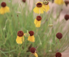 Helenium amarum badium