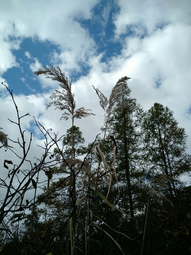 photo of Common Reed (Phragmites australis)