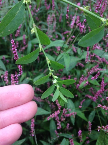 Image of Polygonum erectum by no rights reserved
