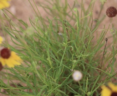 Helenium amarum badium