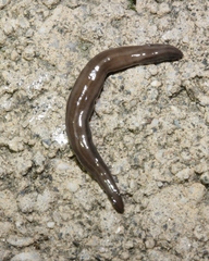 Kontikia ventrolineata