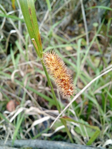 photo of Bristly Sedge (Carex comosa)
