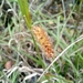 photo of Bristly Sedge (Carex comosa)