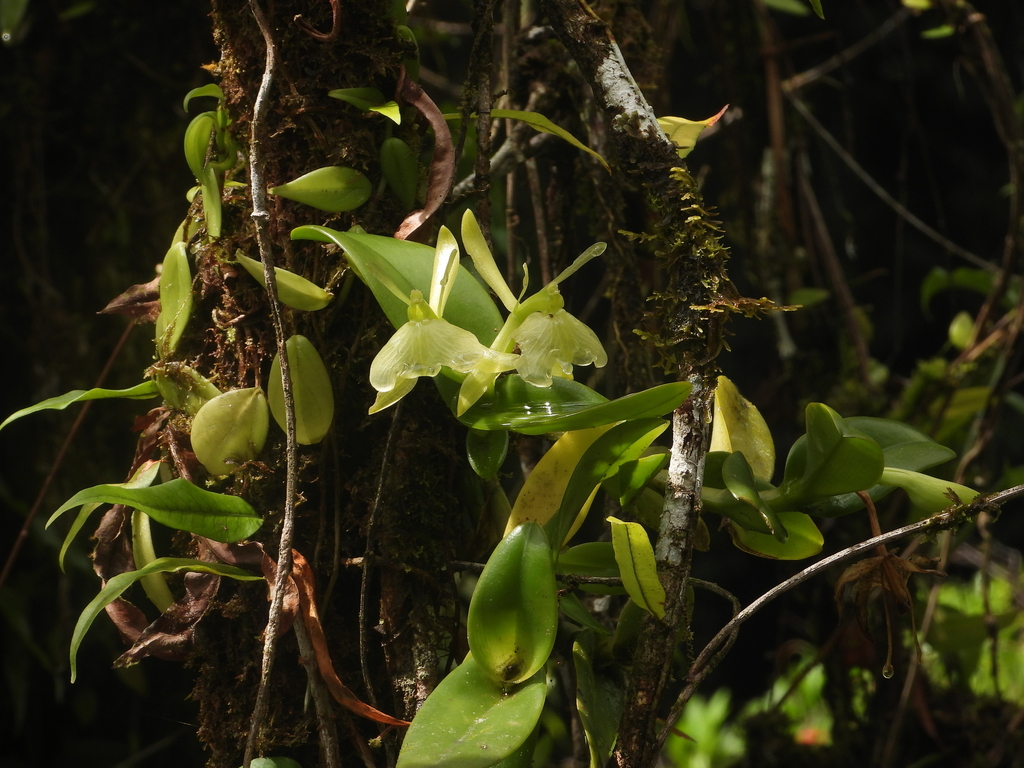 Epidendrum amapense Hágsater & L.Sánchez 2