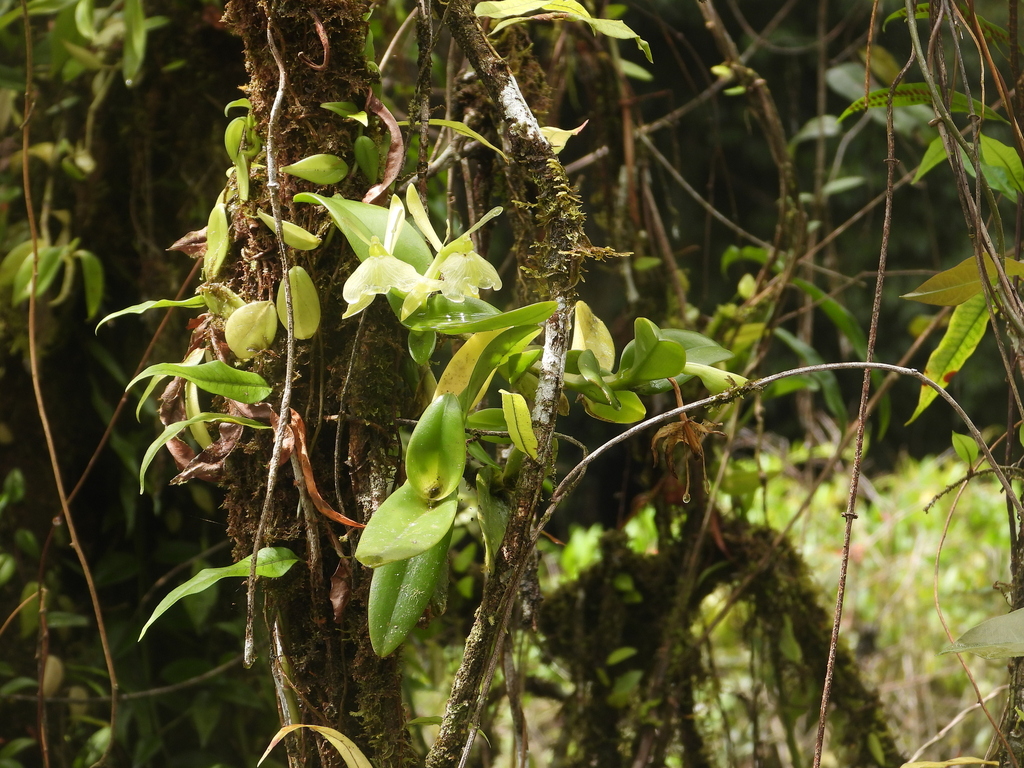 Epidendrum amapense Hágsater & L.Sánchez 3