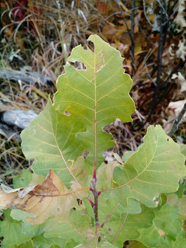 photo of Bur Oak (Quercus macrocarpa)