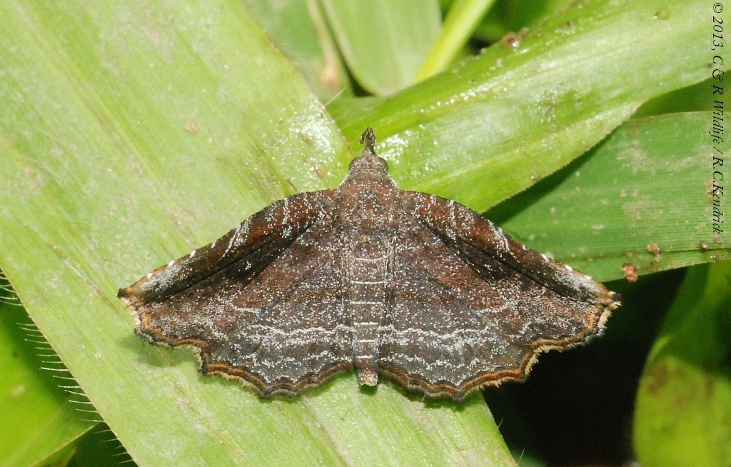 Nagadeba