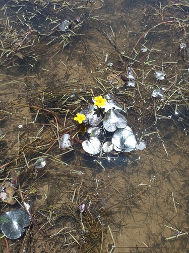 Nymphoides fallax (Nymphoides fallax)