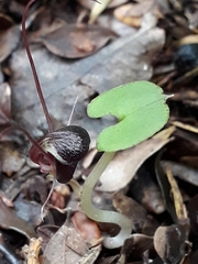 Corybas obscurus