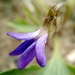 photo of Prairie Violet (Viola pedatifida)
