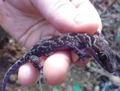 Cyrtodactylus jellesmae