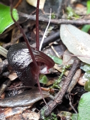 Corybas obscurus