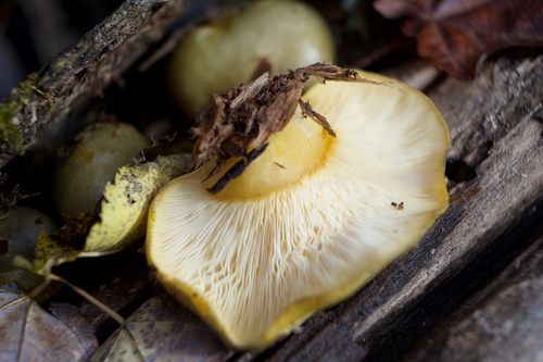 Geltonkotis skiautenėlis nuotrauka