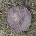 photo of Purple-spored Puffball (Calvatia cyathiformis)