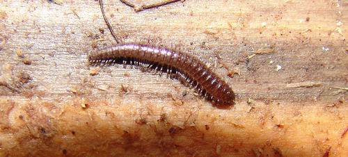 Cleidogonidae