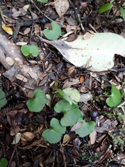 Corybas obscurus