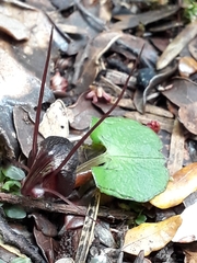 Corybas obscurus