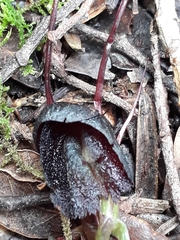 Corybas obscurus