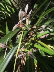 Cymbidium dayanum