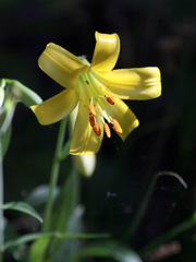 Lilium parryi
