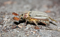 Polyphylla decemlineata