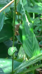 Xenocatantops brachycerus