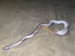 Demon Moray photo 3