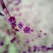 photo of Flowering Plants (Angiospermae)